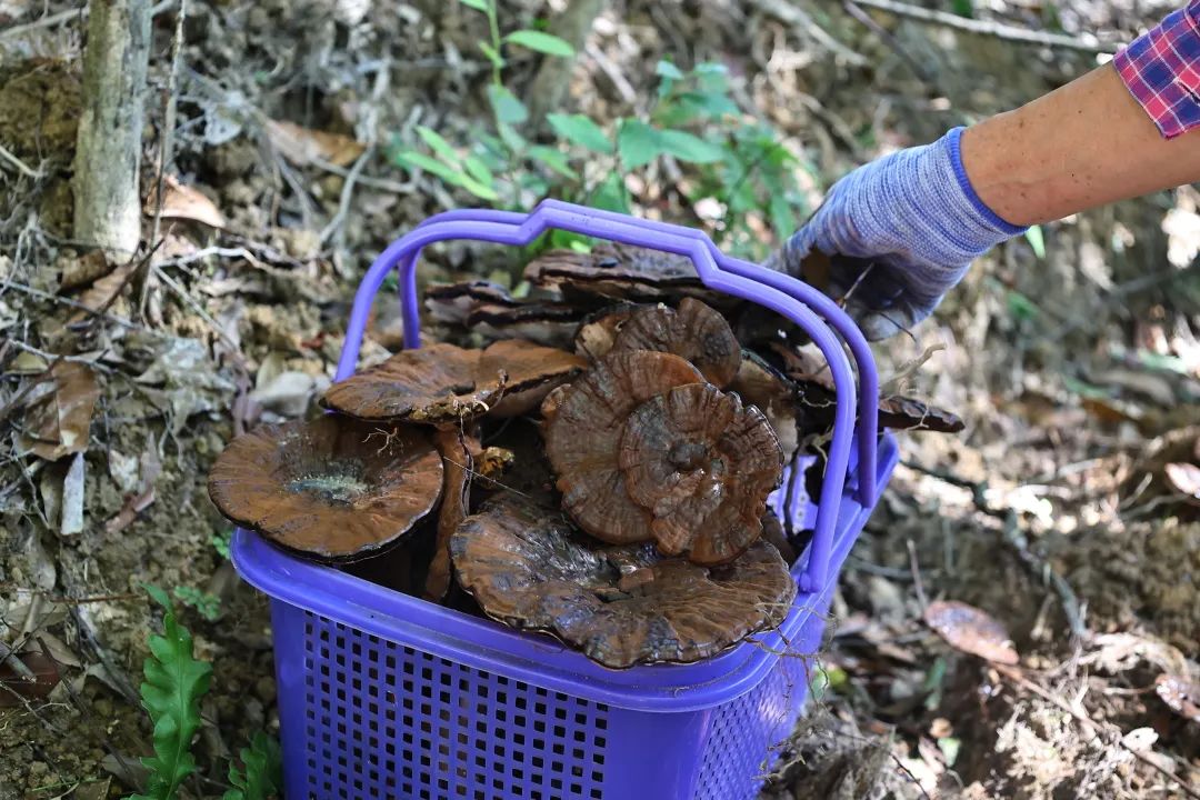 试种成功！连江这里开满“致富伞”