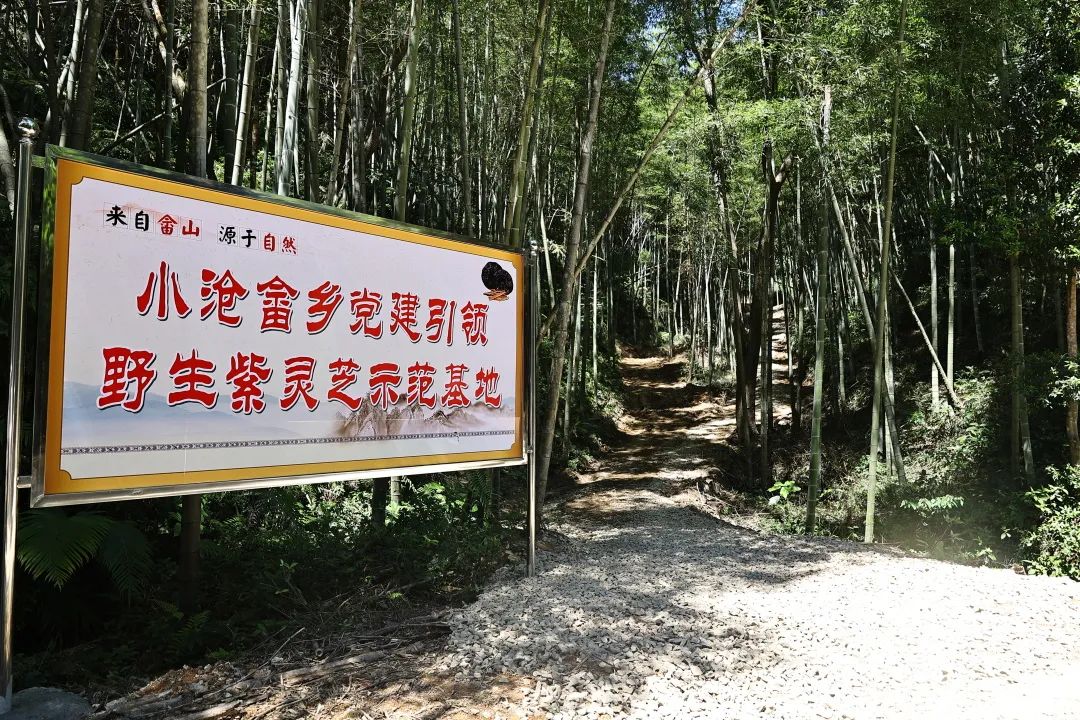 试种成功！连江这里开满“致富伞”