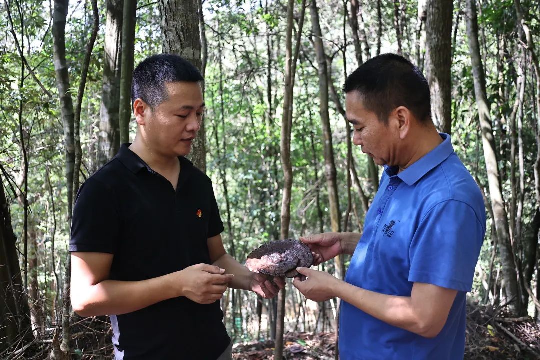试种成功！连江这里开满“致富伞”