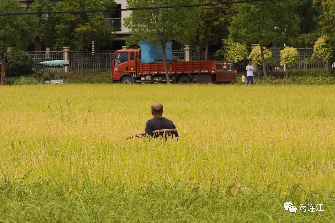 连江，遍地金黄！