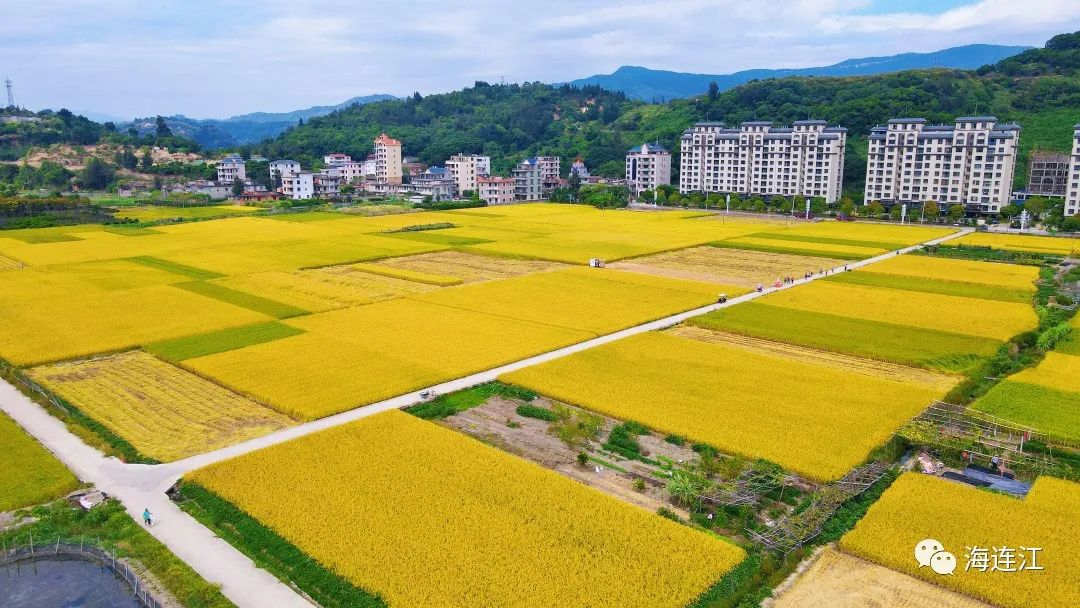 连江，遍地金黄！