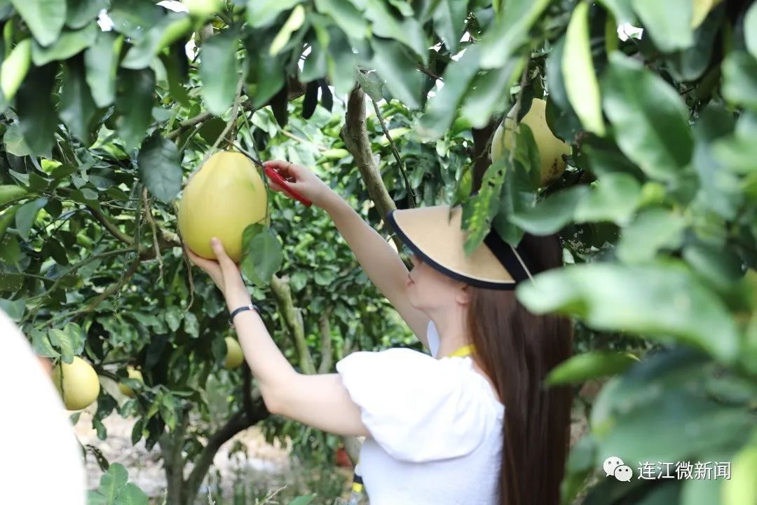 水果巨侠！连江“柚”熟啦！