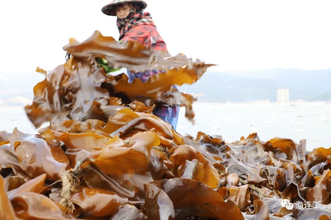 大迁移！连江“宝宝”赶飞机北上