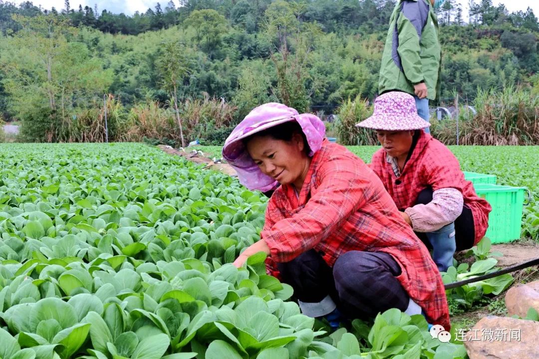 多方联手！连江蔬菜有了“新销路”