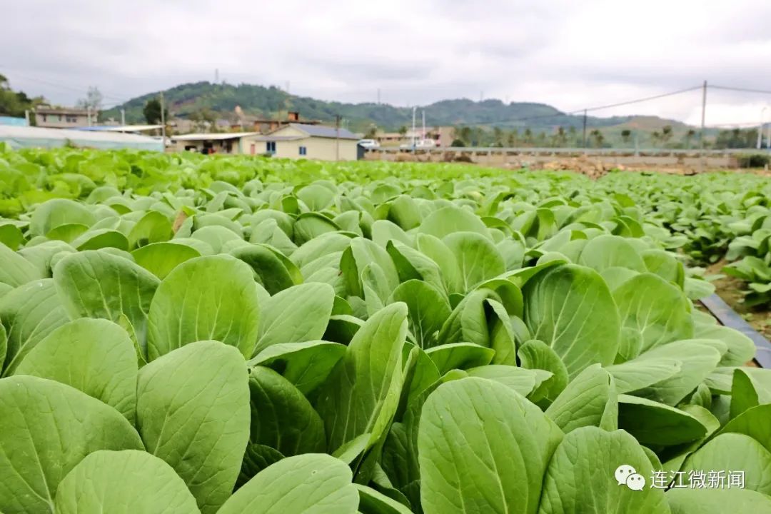 多方联手!连江蔬菜有了“新销路” 多方联手!连江蔬菜有了“新销路”