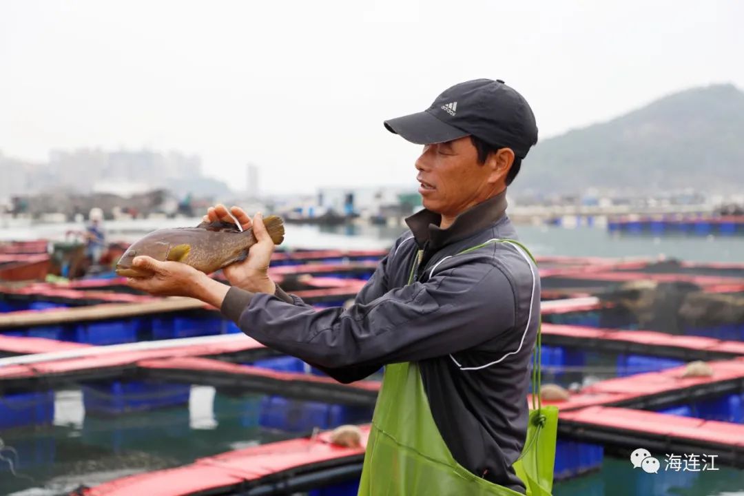 喜迎丰收！连江“致富鱼”游出上亿产值