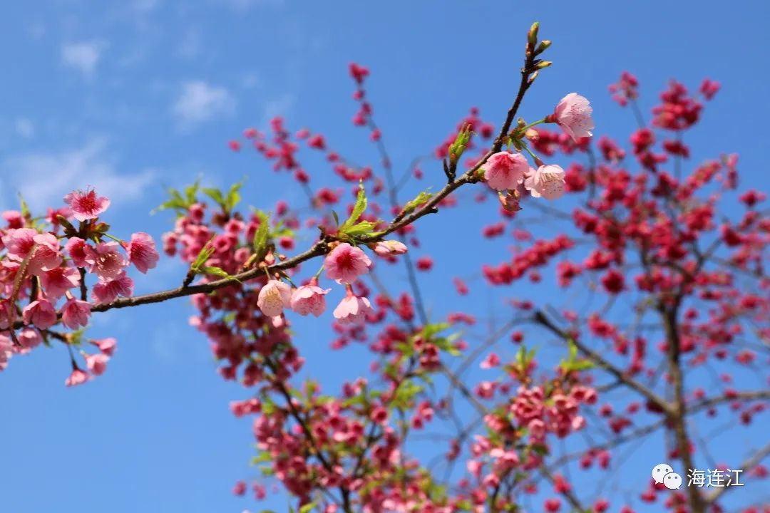 福建十大！福州唯一！打卡樱花，就在连江！