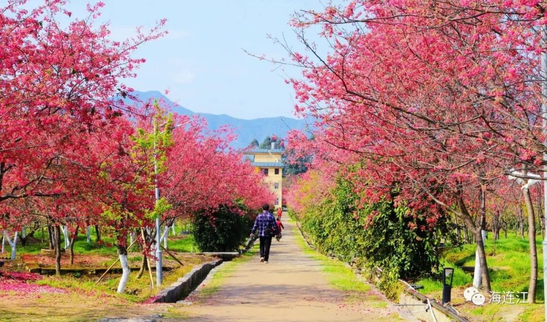 福建十大！福州唯一！打卡樱花，就在连江！