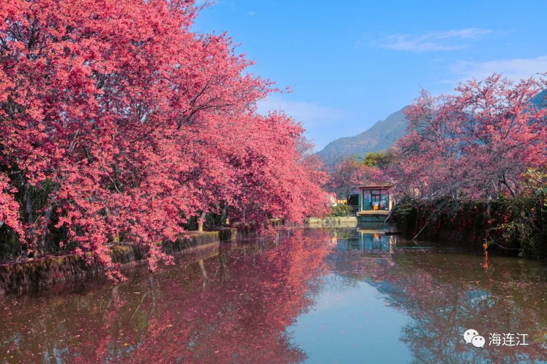 福建十大！福州唯一！打卡樱花，就在连江！