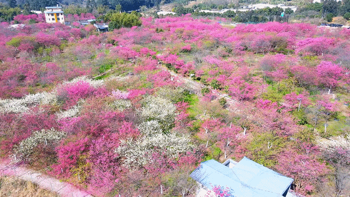 福建十大！福州唯一！打卡樱花，就在连江！