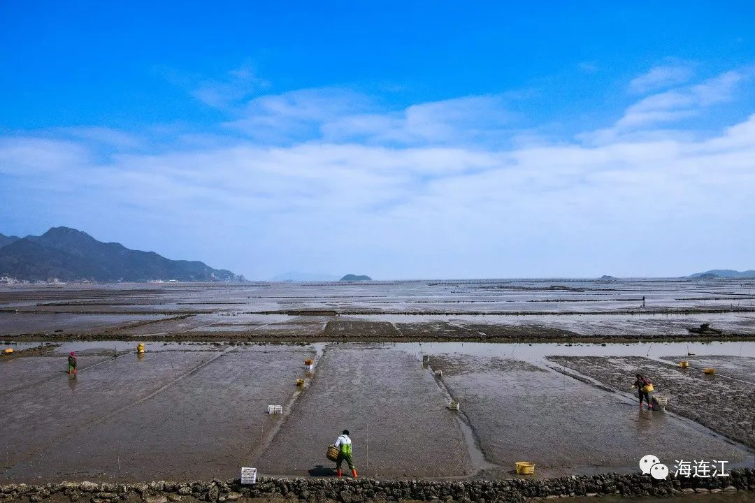 壮观！连江这里种上千亩“金豆”！