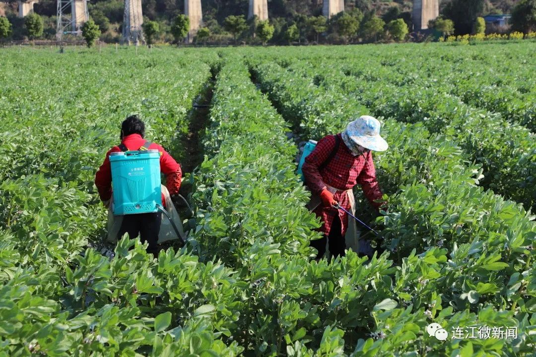 ​连江3000亩“冬闲田”变“聚宝盆”！秘诀是……