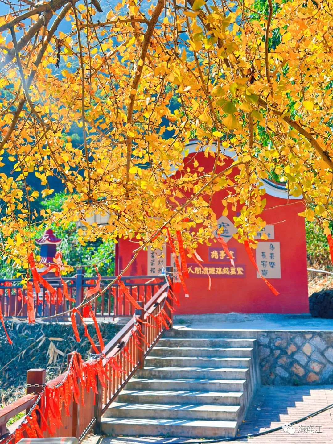 五百年“网红”银杏树藏在连江？ 美得正当时！