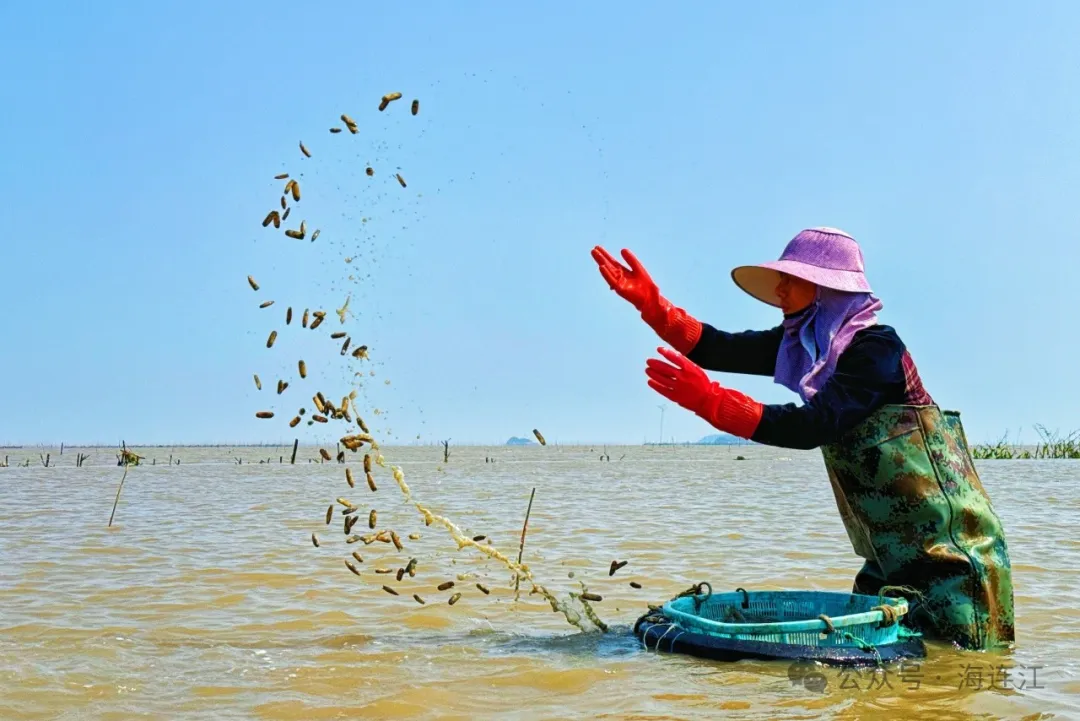 向海洋要食物！连江“海上粮仓”底气十足→