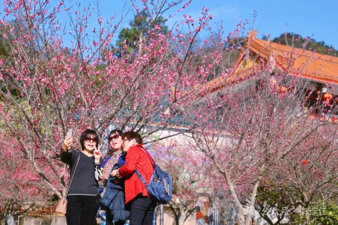 【网络中国节·春节2025】开了！连江这里太美了，快去打卡→