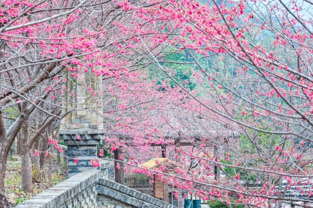 【网络中国节·春节2025】不要错过！连江这里浪漫正当时→