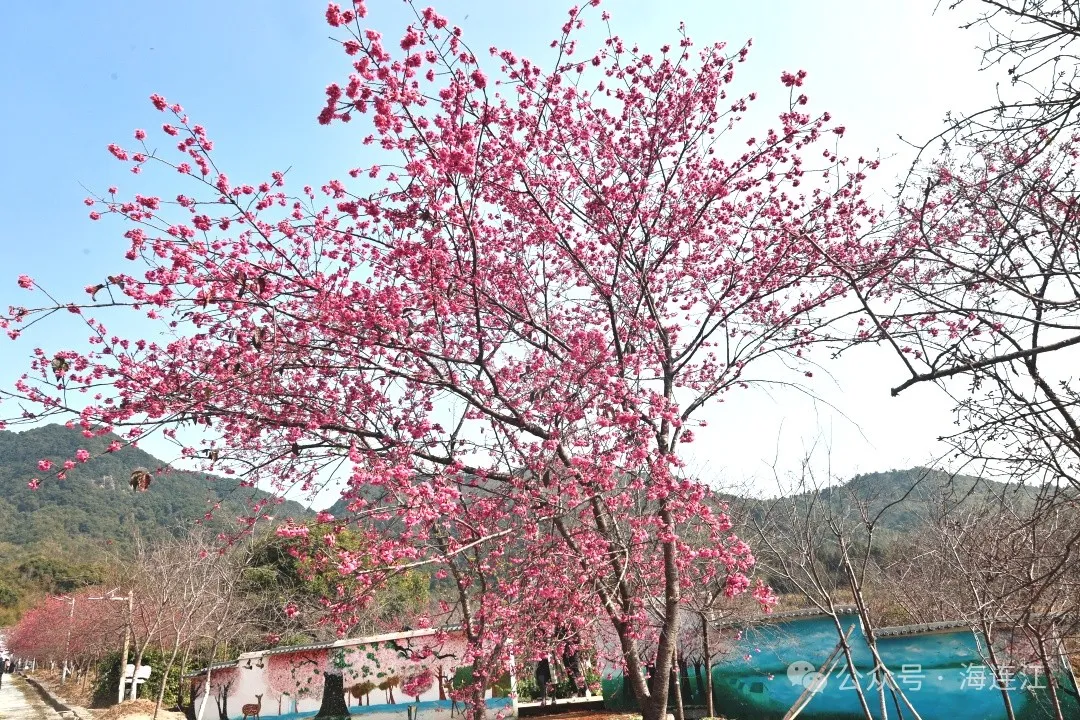 【网络中国节·春节2025】如云似霞！来连江这里看绝美樱花雨