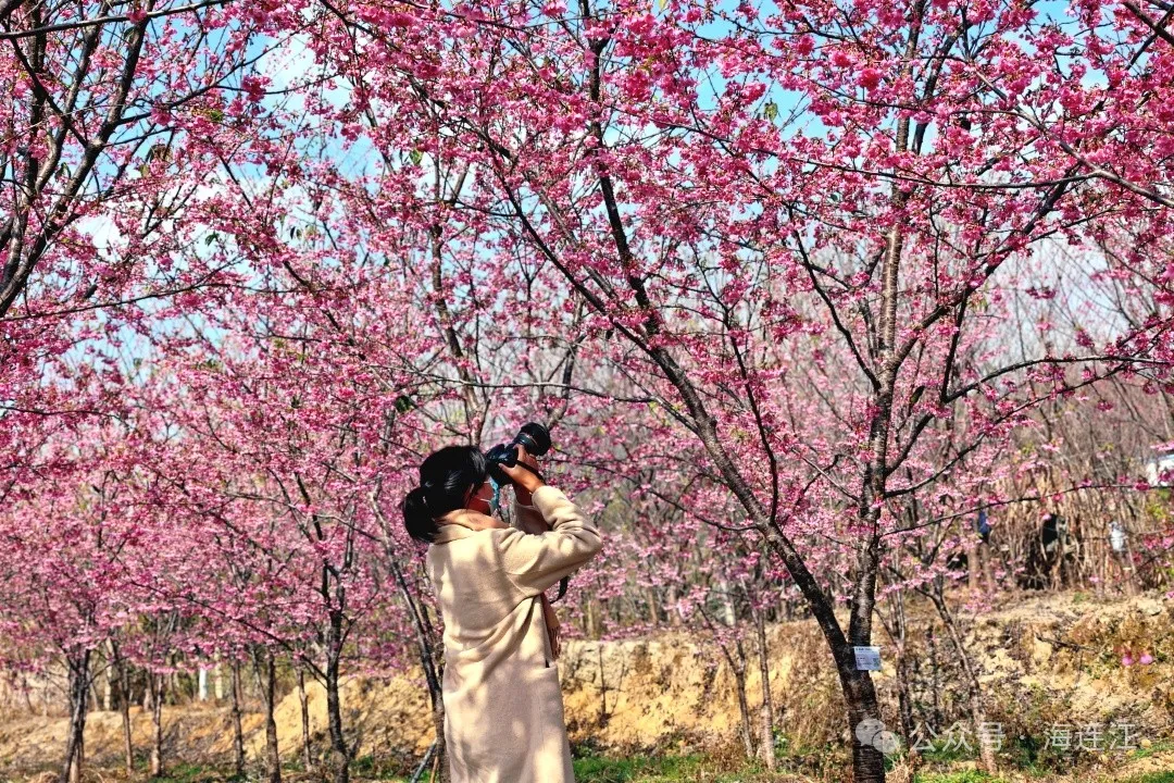 【网络中国节·春节2025】如云似霞！来连江这里看绝美樱花雨