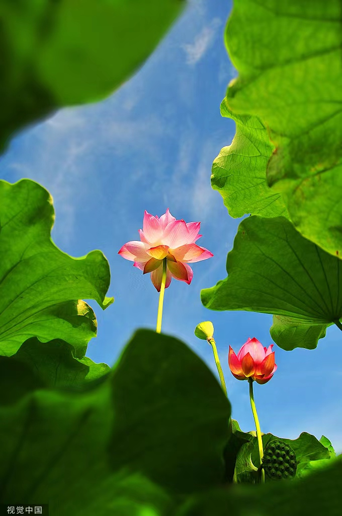 【网络中国节•小暑】今日小暑