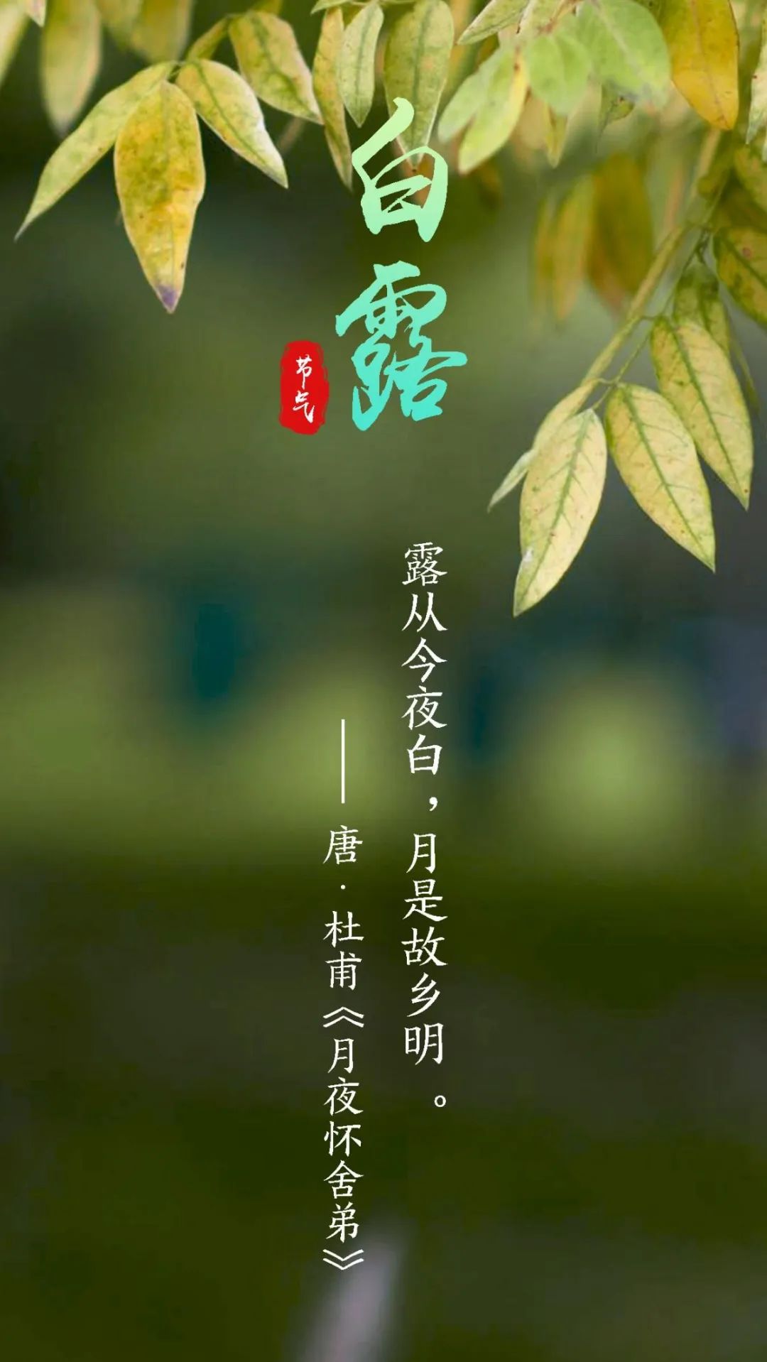 【网络中国节•白露】露从今夜白，夜自此日凉