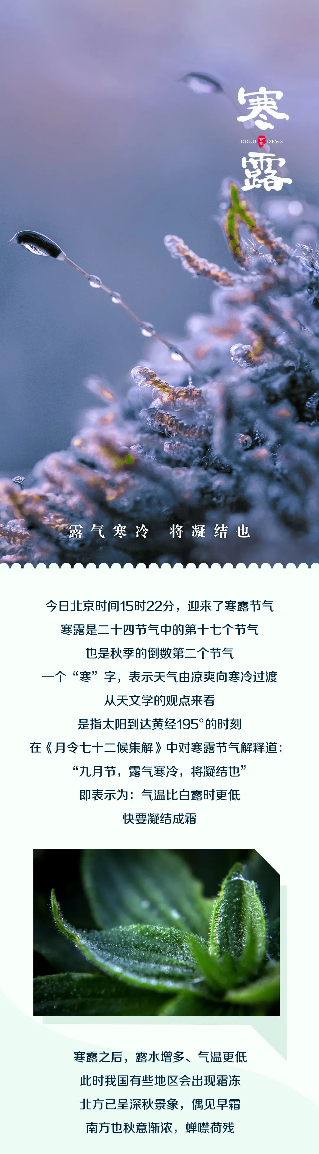 【网络中国节•寒露】十月凉风动，秋风落黄叶