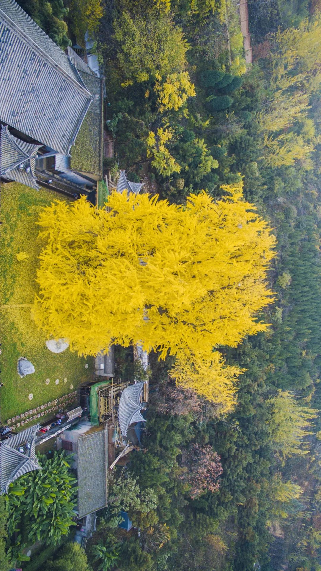 【网络中国节•寒露】十月凉风动，秋风落黄叶