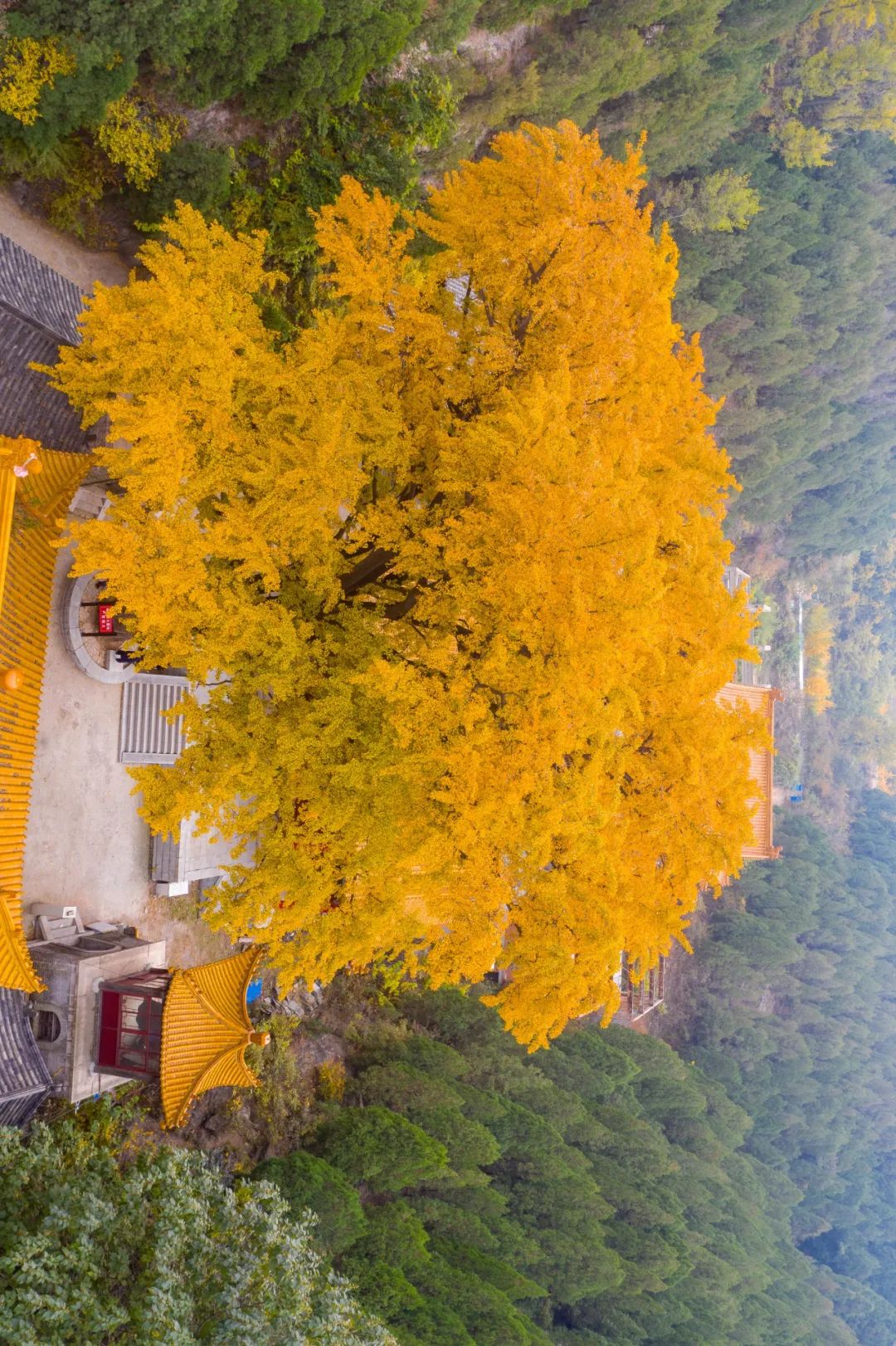 【网络中国节•寒露】十月凉风动，秋风落黄叶