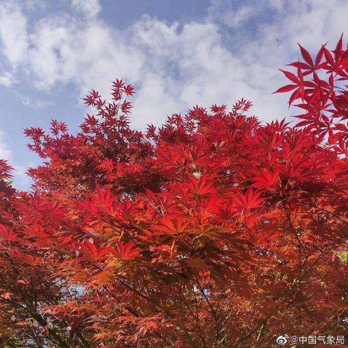 【网络中国节•霜降】白昼秋云散漫远，霜月萧萧霜飞寒