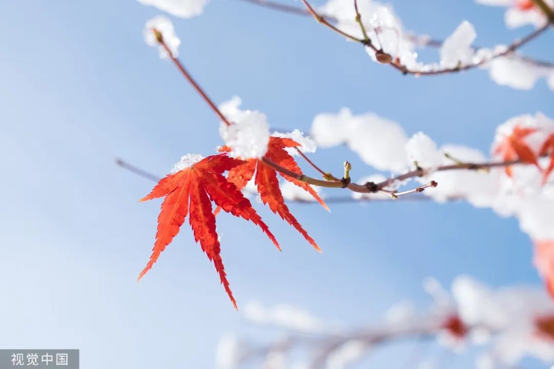 【网络中国节·立冬】秋收冬藏，万物美好