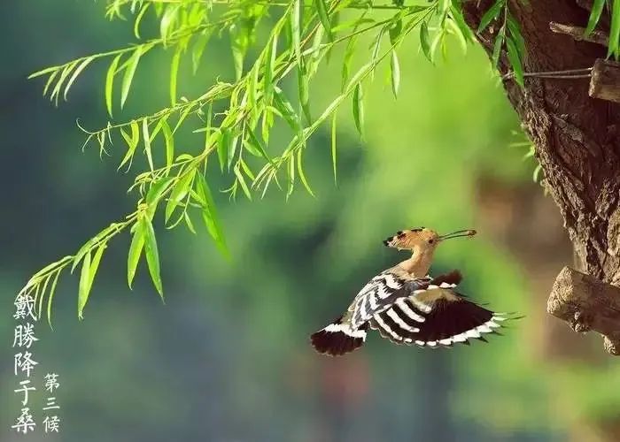 【网络中国节·谷雨】春深暖风起 雨润万物生