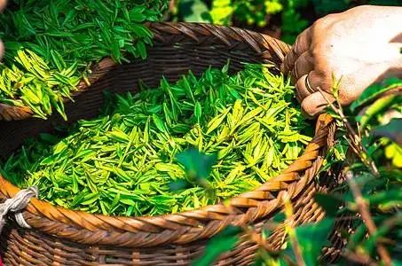 【网络中国节·谷雨】春深暖风起 雨润万物生