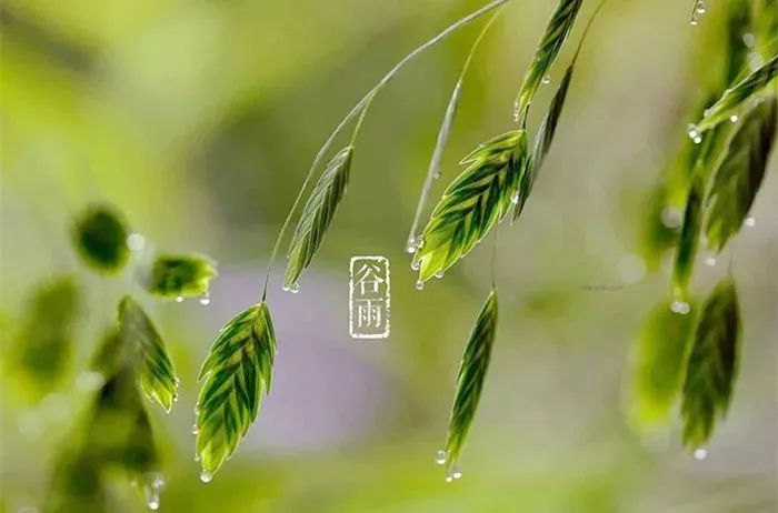 【网络中国节·谷雨】春深暖风起 雨润万物生