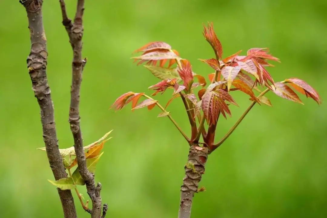 【网络中国节·谷雨】春深暖风起 雨润万物生