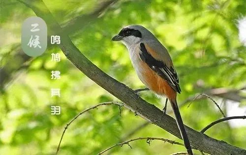 【网络中国节·谷雨】春深暖风起 雨润万物生