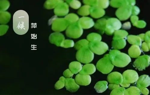 【网络中国节·谷雨】春深暖风起 雨润万物生