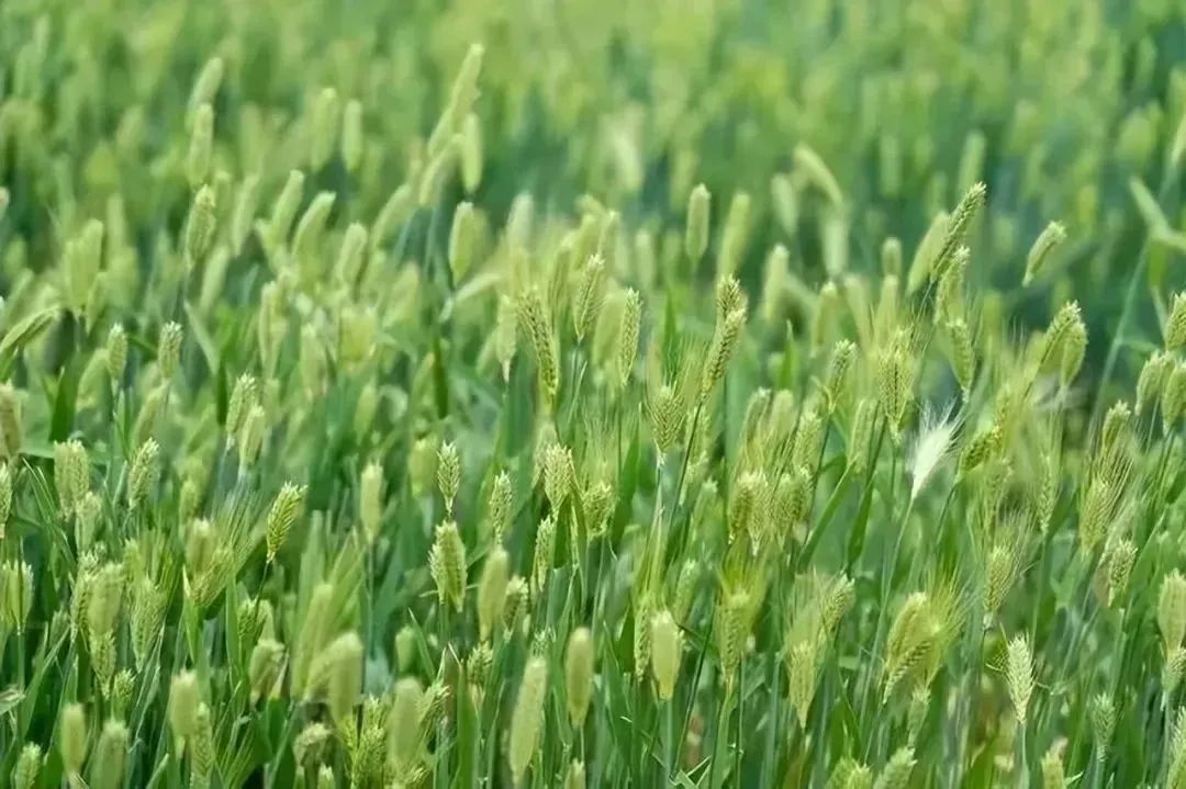 【网络中国节·小满】小满：人生自有境界 小满足，大欢喜