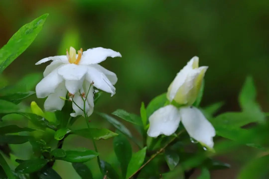 栀子花 唤醒你的夏日记忆