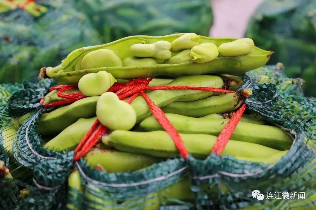 1500万元！连江这里种出“金豆豆”！