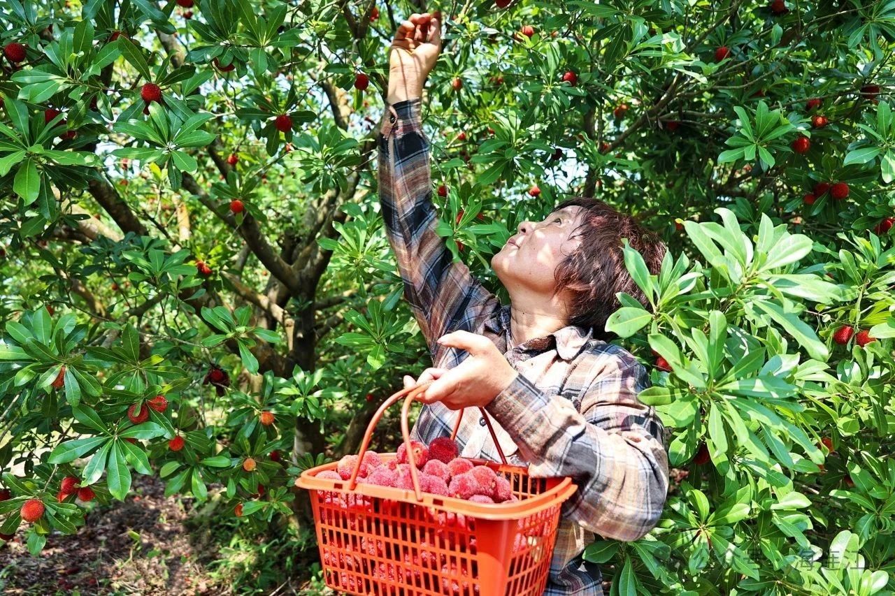 一口爆汁！连江夏日限定美味已上线→