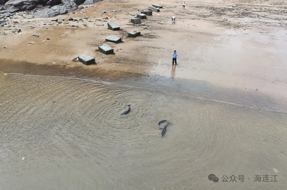 事发连江！3只海豚搁浅！他们一起出手→
