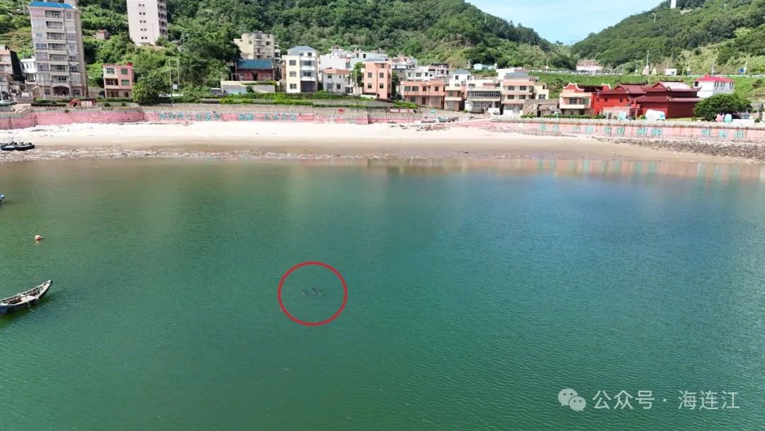 事发连江！3只海豚搁浅！他们一起出手→