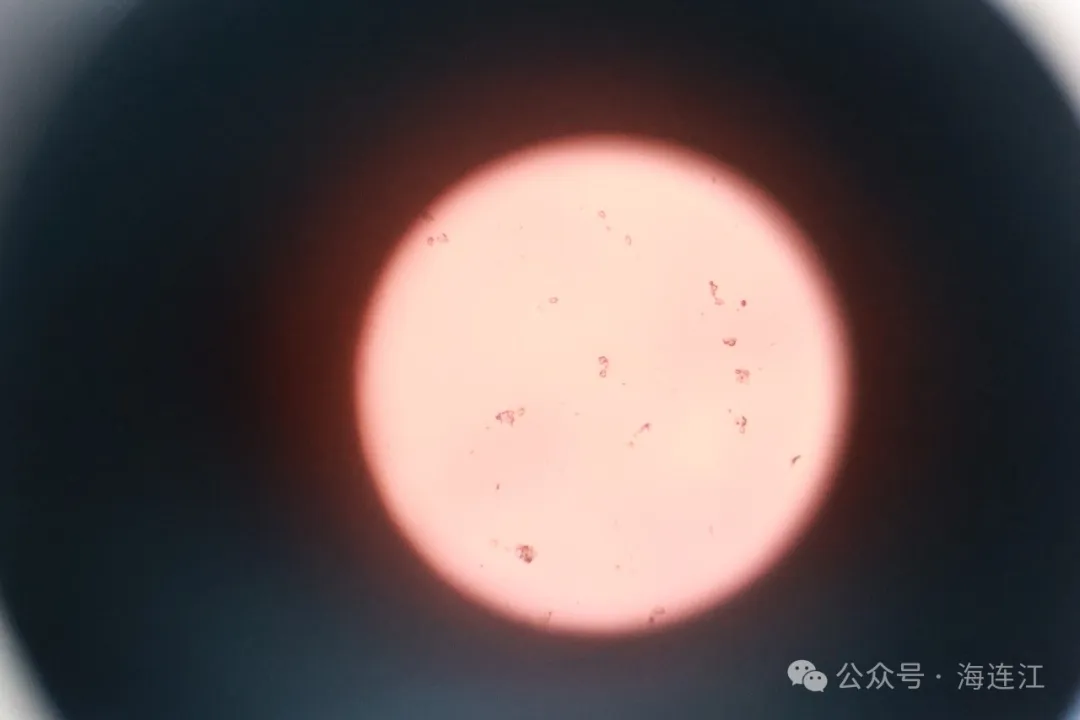 最长！最大！连江“芯”，凭实力“圈粉”