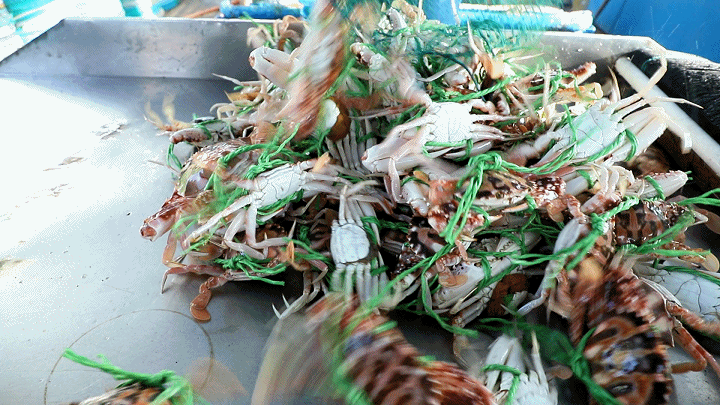 鱼虾满仓！连江“第一网鲜”，来啦！
