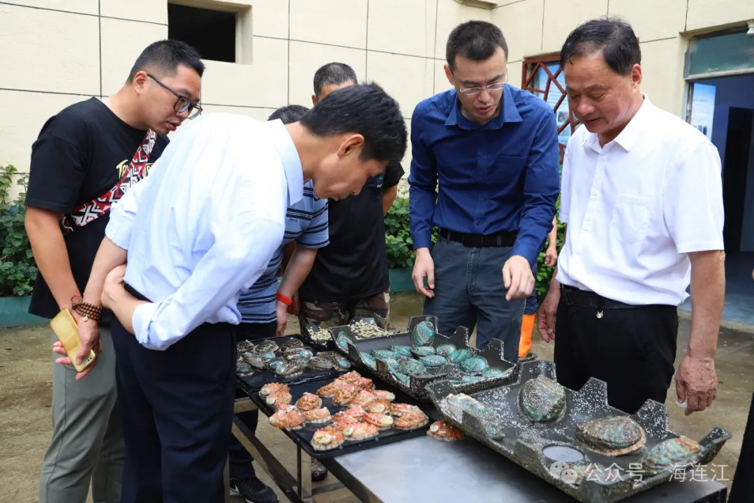 连江“福鲍一号”鲍鱼品种，通过省级验收！