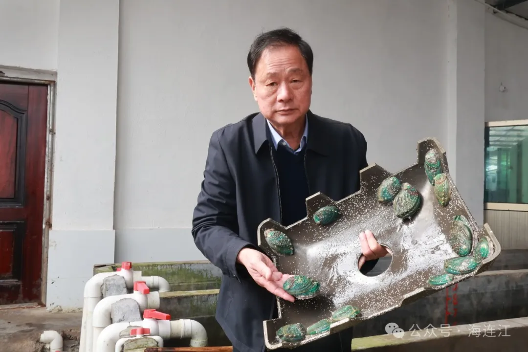 连江“福鲍一号”鲍鱼品种，通过省级验收！