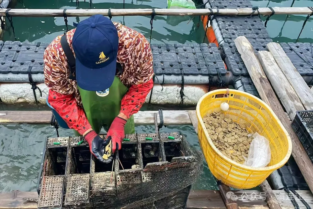 牛！连江鲍鱼吃上“海藻压缩饼干”！