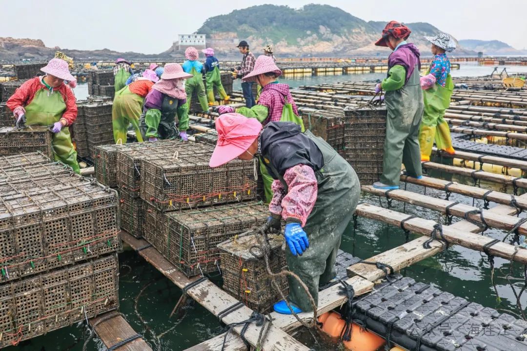 超13亿粒！连江鲍鱼要去北方“吹空调”啦！