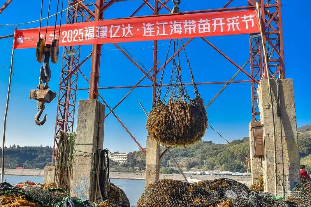 国际订单火热！这家企业开足马力赶制“连江好味”