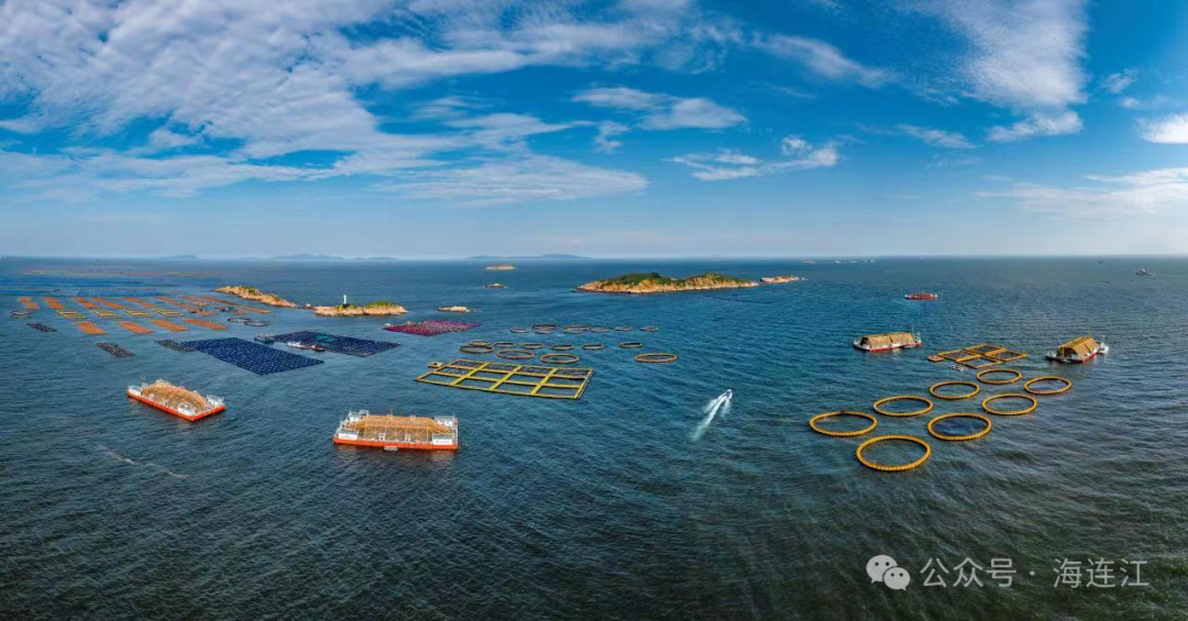全国首批！“无边海带”在连江试养成功！
