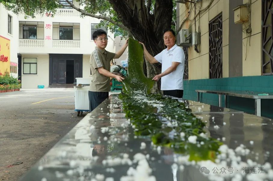 全国首批！“无边海带”在连江试养成功！